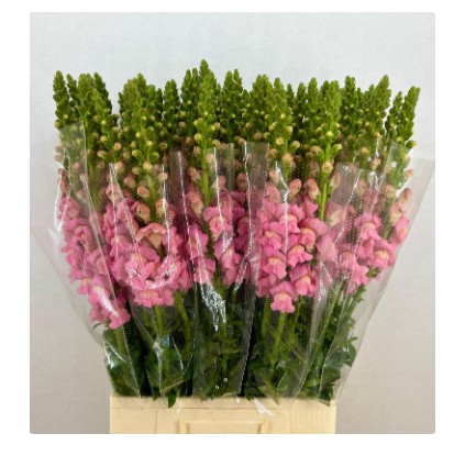Antirrhinum Italia Pink 80cm