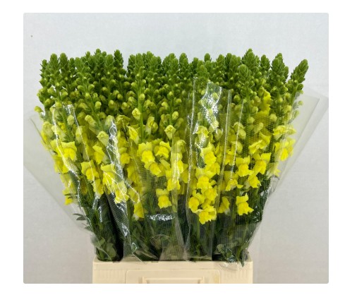 Antirrhinum Italia Yellow 80cm