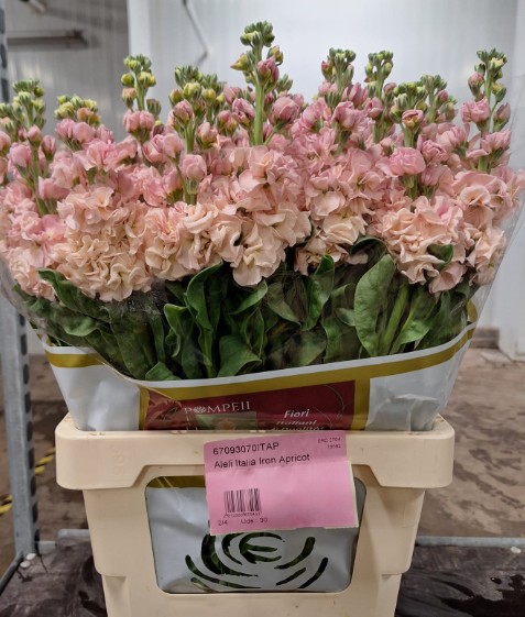 Aleli Italia Iron Apricot