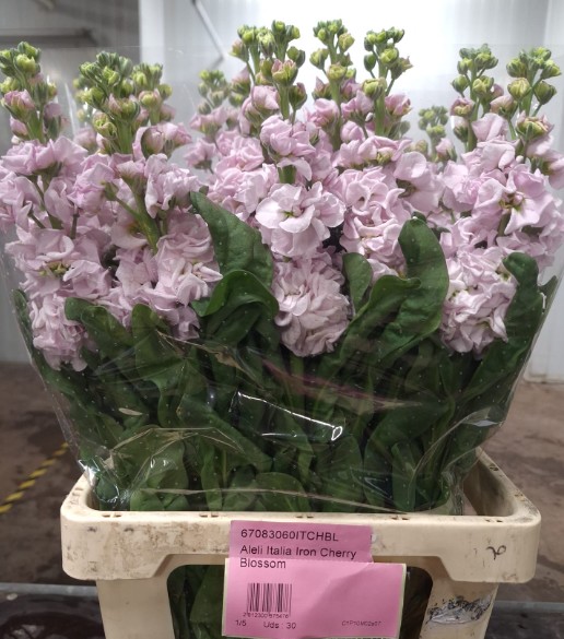 Aleli Italia Iron Cherry Blossom