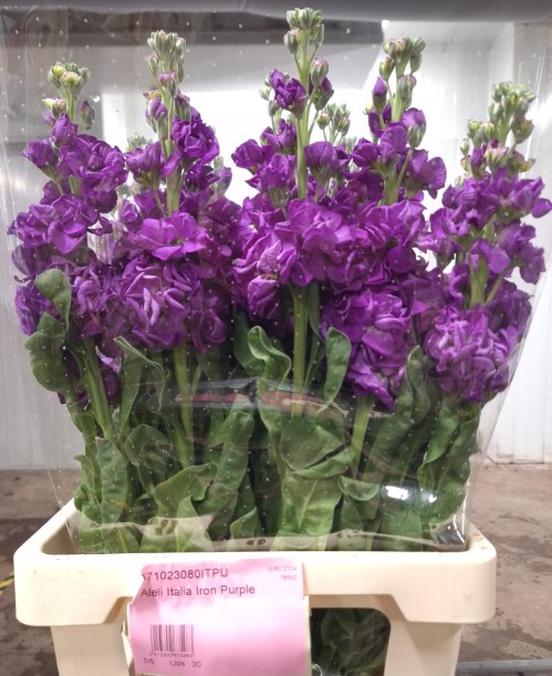 Aleli Italia Iron Purple