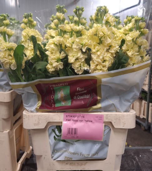 Aleli Italia Iron Yellow
