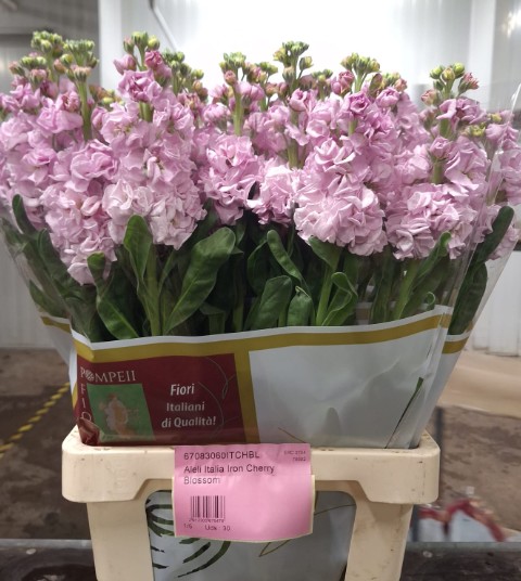 Aleli Italia Iron Rose Pink