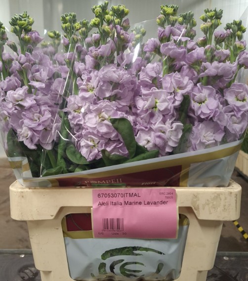 Aleli Italia Marine Lavander
