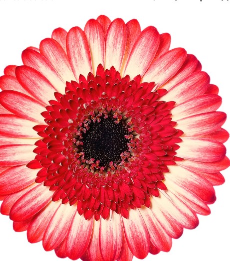Gerbera Italia Marmolada "T20"