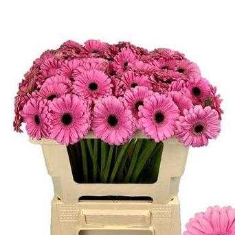 Gerbera Mini Hol. Talent Rs. "T20"