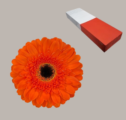 Gerbera Hol. Bonanza Nj.