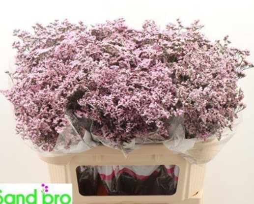 Limonium Hol. Saf. Oshi Pink 60cm 20gr "T25"