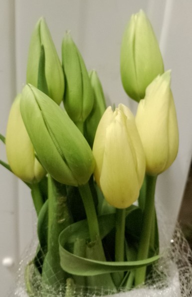 Tulipan Frances Maureen 60cm Cr.