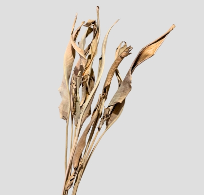 Hoja Strelitzia Seca Natural