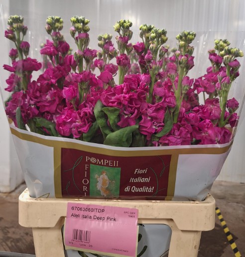 Aleli Italia Deep Pink