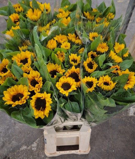 Girasol Italia 90cm