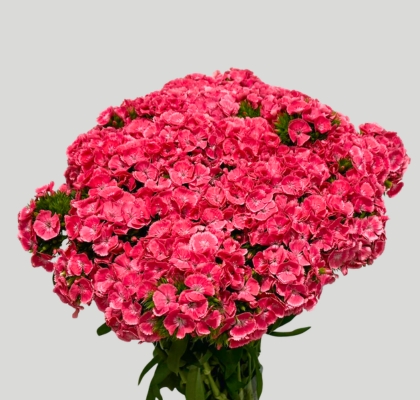 Dianthus Barbatus Italia Princess 60cm "T50"