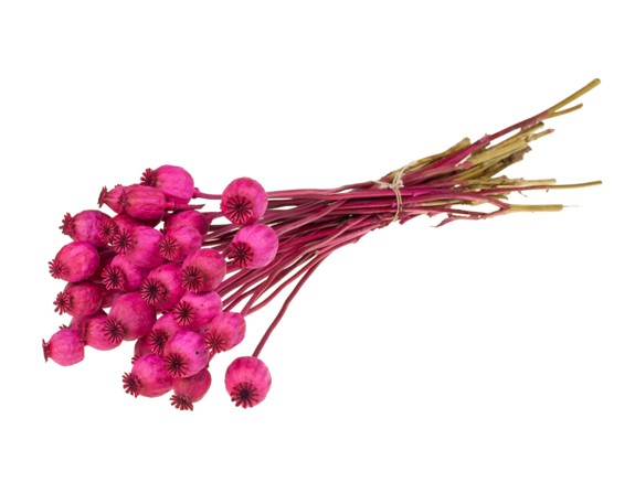 Papaver Seco Cerise 55cm 150g