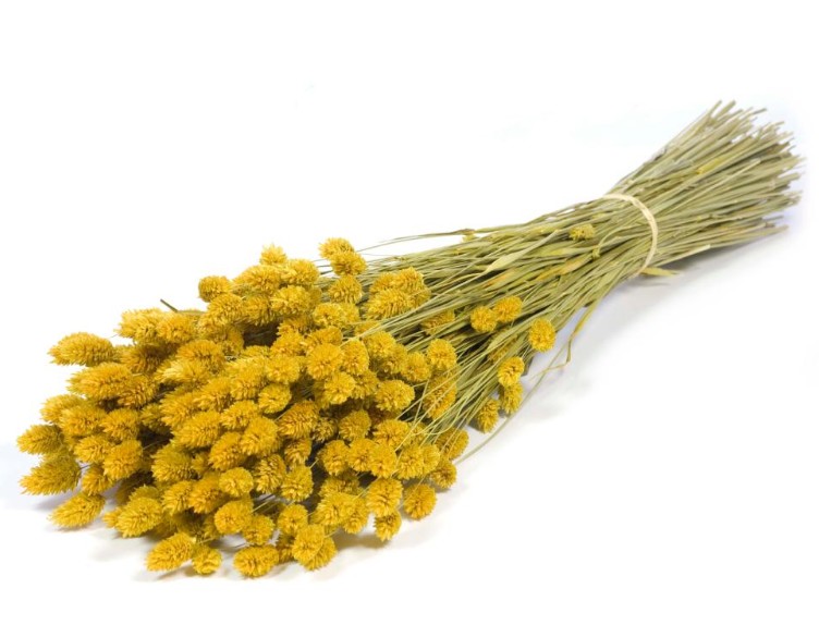 Phalaris Seco Amarillo 65cm 220g