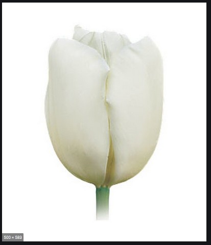 Tulipan Frances Maureen 55cm Bl.