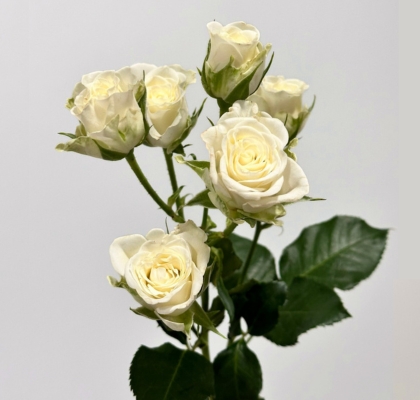 Ramificada Snowflake 40cm (7 Dias - 2)