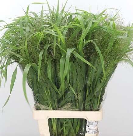 Panicum Fontain Italia 70cm "T50"