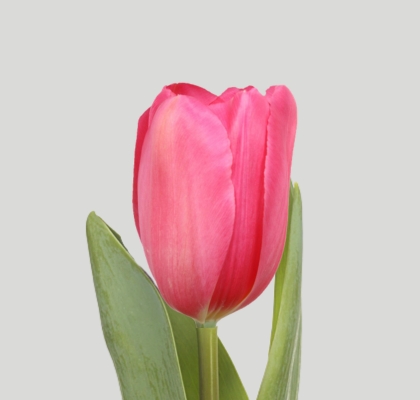 Tulipan Frances La Romaine 55cm Rs.
