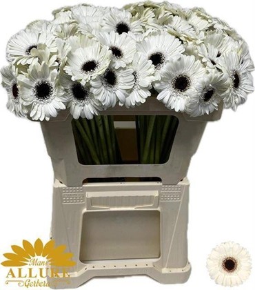 Gerbera Mini Hol. Yuta "T20"