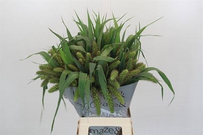 Setaria Italica Lowlander 70cm