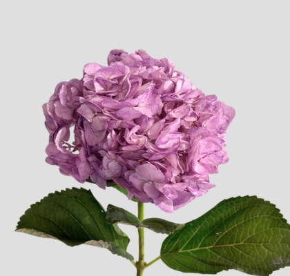 Hortensia Premium Lila "Peonia" 60cm 17/18 "Roy"