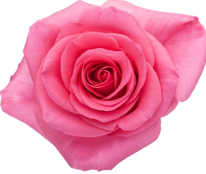 Rosa Col. Tabatha 60cm