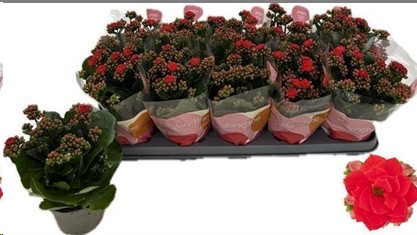 P. Kalanchoe Ge Rf Noelle 10.5/22cm "CC10"