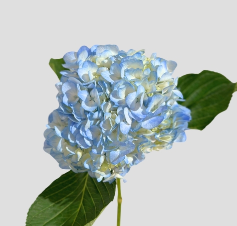 Hortensia Select Azul 60cm 15/16 (7 Dias - 2)