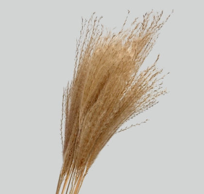 Miscanthus Seco Natural 75cm (10 Tallos)