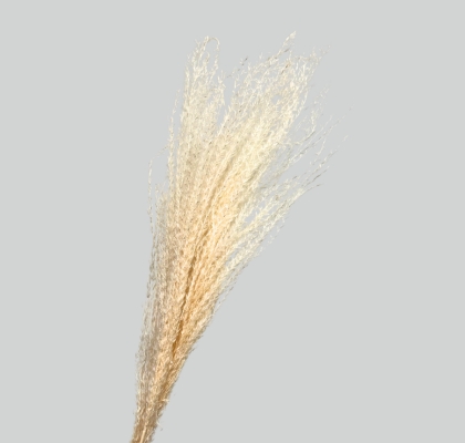 Miscanthus Seco Blanco 110cm (5 Tallos)