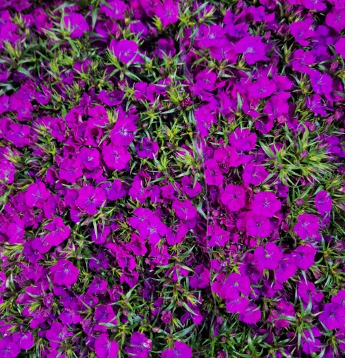 Dianthus Barbatus Italia Am Neon Purple 50cm "T50"