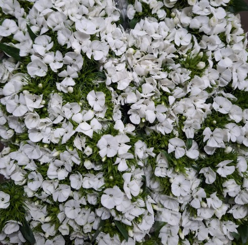 Dianthus Barbatus Italia Duke Breanthus 50cm "T50" Bl.
