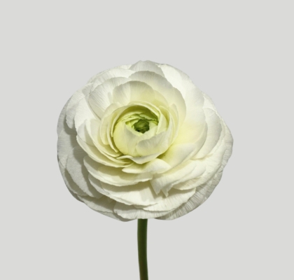 Ranunculos Italia Elegance "SUPER" Blanco 45cm