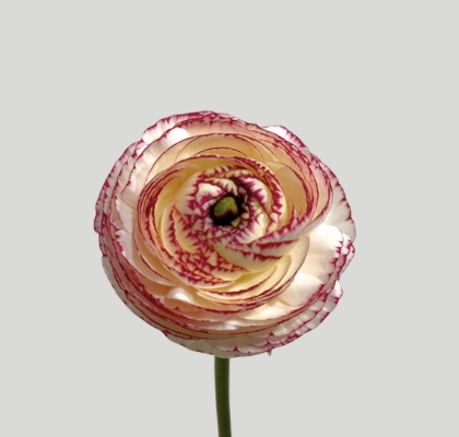 Ranunculos Italia Elegance "SUPER" Cappucicino 45cm