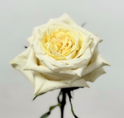 Rosa Ecu. Cream Shimmer 90cm