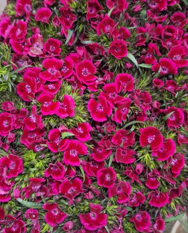 Dianthus Barbatus Italia Neon Cherry 60cm "T50"