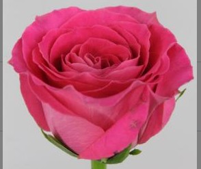 Rosa Hol. Watergame 60cm Frs.