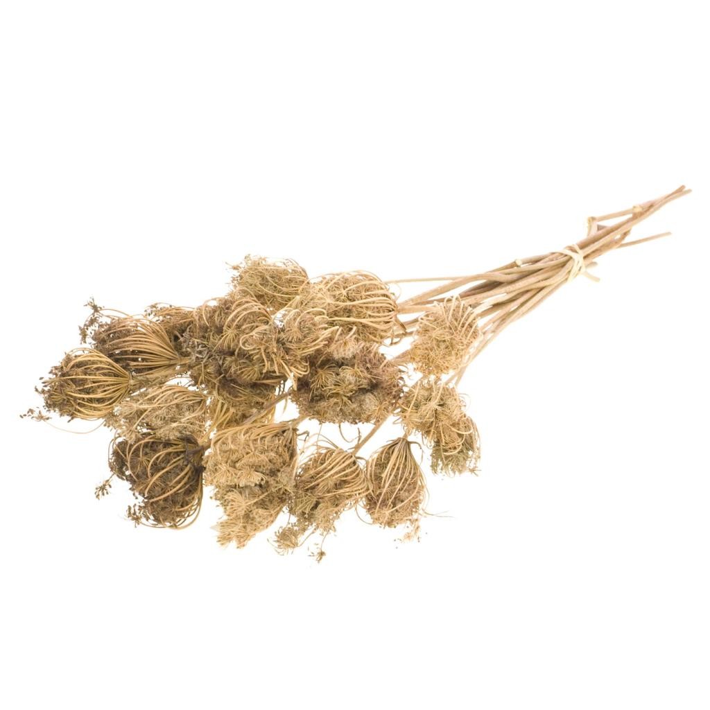 Ammi Majus Seco Natural 50cm 90g (10 tallos)