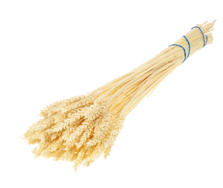 Trigo Seco Crema 70cm 90g