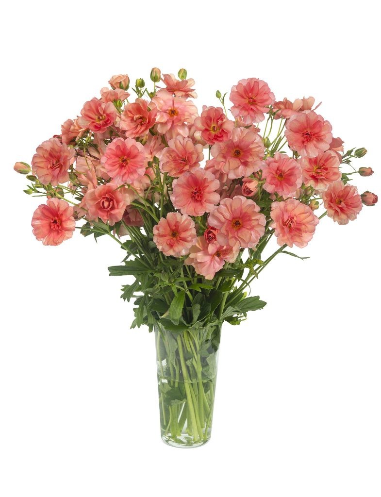 Ranunculos Hol. Butterfly Eris 60cm 50gr