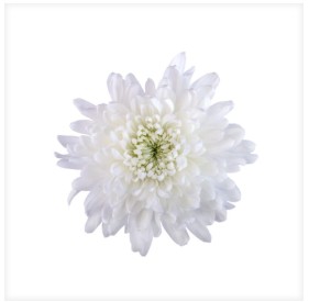 Uniflor Col. Chita Blanco