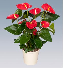 P. Anthurium An Madural 17/60cm x6 6F