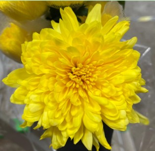 Uniflor Col. Cremon Yellow (7 Dias - 2ª)