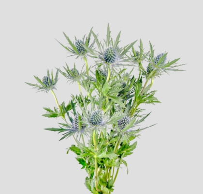 Eryngium Hol. Orion Qstar 50cm (7 Dias - 2�)