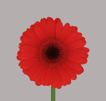 Gerbera Mini Hol. Nirvana Rj. "T20" (7 Dias - 2�)