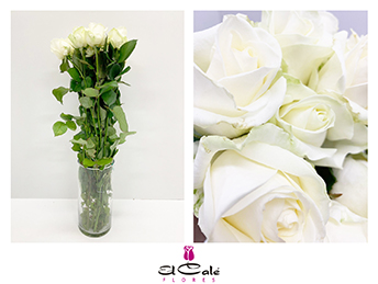 Rosa Hol. Avalanche 50cm B1 (7 Dias - 2)