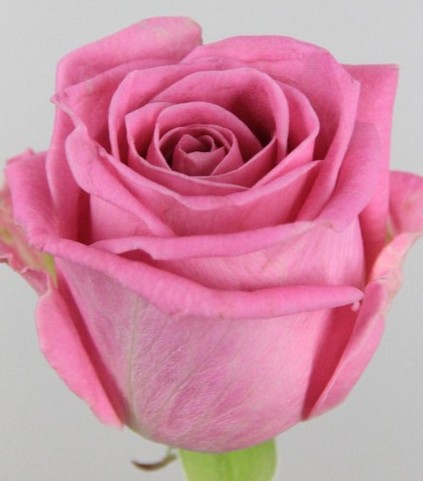 Rosa Hol. Aqua 40cm (7 Dias - 2�)