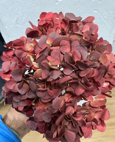 Hortensia Premium Antic Burgundy Classic 60cm 17/18