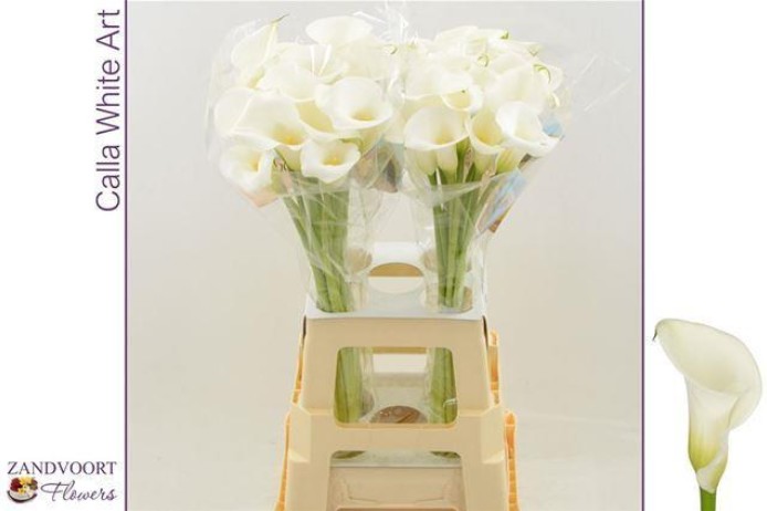 Calla White Mambo 60cm